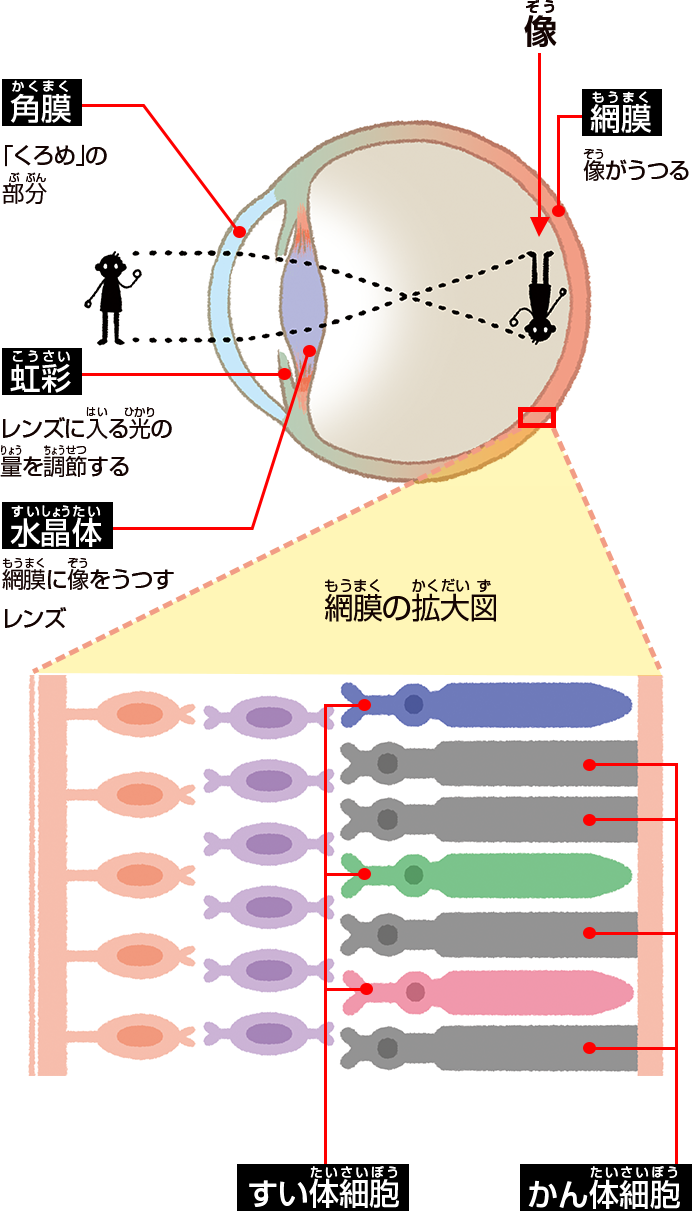 ものが見えるしくみ