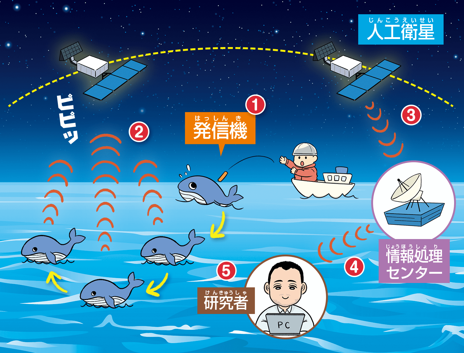 クジラの居場所がわかるしくみ