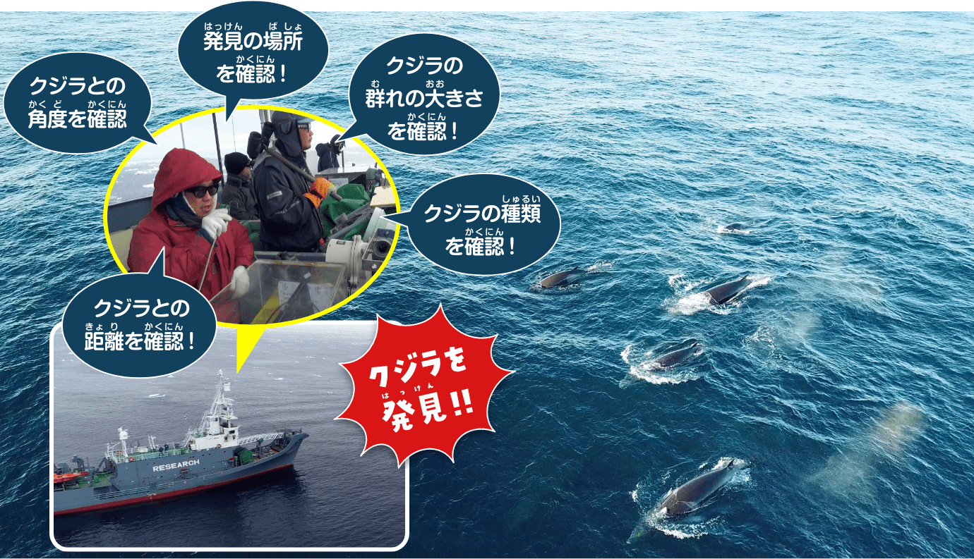 クジラの資源量推定