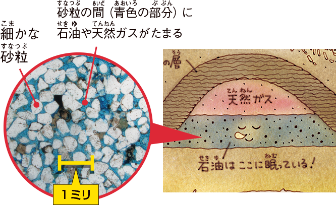 石油や天然ガスは、岩石中のとても細かな砂粒のすきま（青色の部分）にたまっている。すきまは1ミリ以下でとても小さい