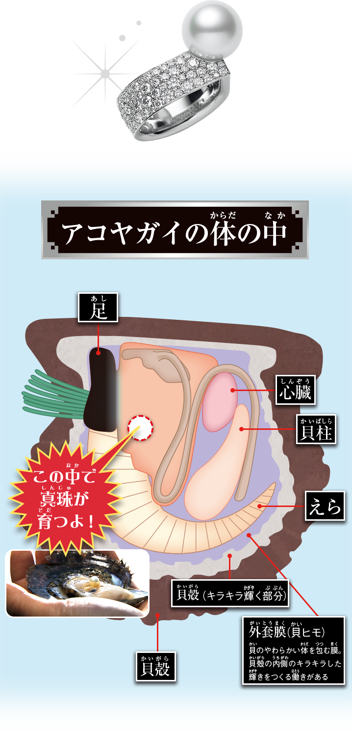 真珠は貝の中で育つ