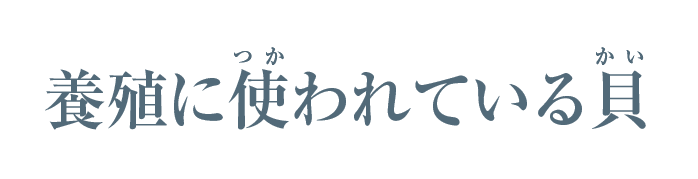 養殖に使われている貝