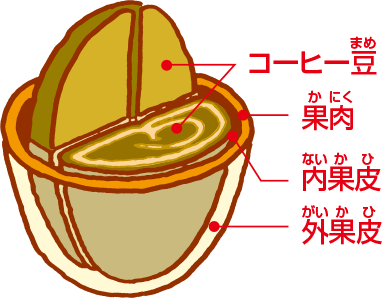 コーヒーチェリーの断面図