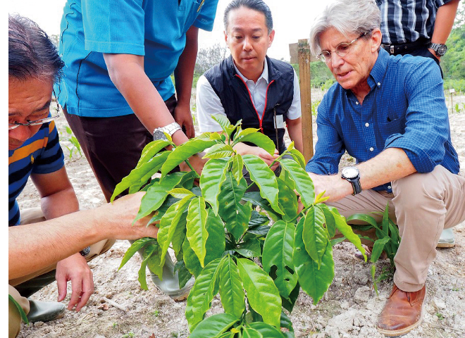 インドネシアのパダマラン農園