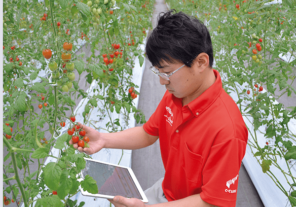 ICTでトマト栽培