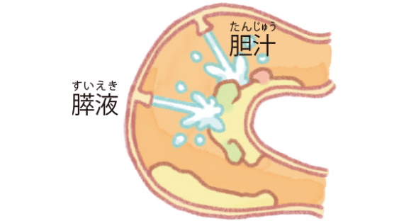 十二指腸